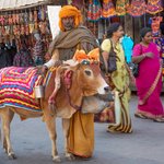 A holy man with a 5 legged sacred cow in the holy city of Pushkar. This genetic anomaly of birth makes this cow even more sacred and the sadhu profits from it.  | Photo taken by Jean M