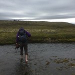 wading through an icy stream in the Hornstrandir Nature Reserve | Photo taken by Sarah C