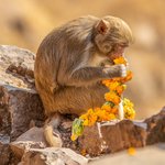 Monkey eating Temple Flowers, Unmed Palace, Bundi | Photo taken by Jean M