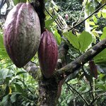 Magic Beans | Photo taken by Nitin A