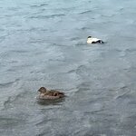 Photo taken by Tom B