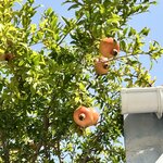 Photo taken by Amanda F