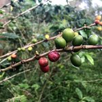 Coffee cherries | Photo taken by Sophie E