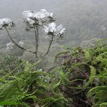Cecropia tree | Photo taken by Wendy D