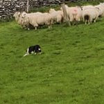 Sheep herding | Photo taken by Lori R