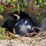 Boulders Penguin Colony | Photo taken by lilia s
