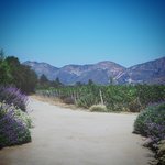 Emiliana Winery | Photo taken by Beth S