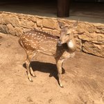Baby spotted deer at temple. | Photo taken by Sylvanna C