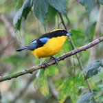 Blue-winged mountain tanager | Photo taken by Wendy D