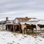 Icelandic horses are very friendly and bumped our shoulders to be pet! | Photo taken by Grace L