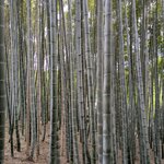 Photo taken by Joy W