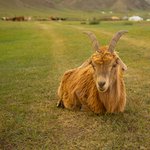 Goat raised by the nomadic family | Photo taken by Manzurur K