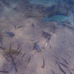 Photo taken by Narasimhachar P