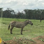 Zebra | Photo taken by Michele B