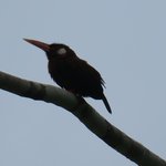 Unidentified bird | Photo taken by Wendy D