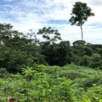 View of the rainforest canopy | Photo taken by Sophie E