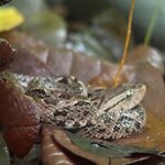 Photo taken by Chris H