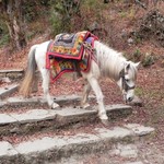 We share the trail. | Photo taken by Wayne P