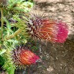 Photo taken by Barbara V