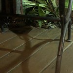 A boa constrictor joined us at our restaurant for dinner | Photo taken by Kim S