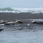 Seals on an island off the east beach at Jokulsarlon | Photo taken by Werner B