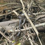 Green anaconda - non-venomous water boa | Photo taken by Wendy D