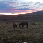 Icelandic horses at sunset near Kolugljufur Canyon | Photo taken by Judith M