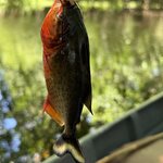 Photo taken by Sathees R