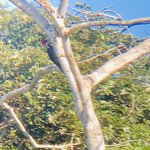 Woodpecker | Photo taken by Elisa M