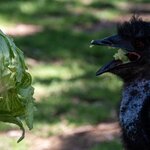 Photo taken by Linnaea M