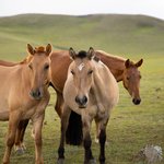 Horses raised by the nomadic family | Photo taken by Manzurur K
