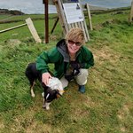 Collie sheep herding  | Photo taken by Lori R