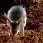 Photo taken by Linnaea M