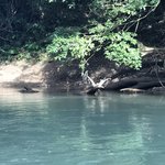 How did he spot this croc? | Photo taken by B P