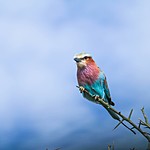 Lilac breasted roller | Photo taken by Jonathan G