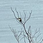 Photo taken by Tracie D