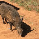 Warthog | Photo taken by Sylvanna C