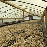 OcaSo Coffee Farm | Photo taken by David B