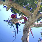 Red macaws | Photo taken by Elisa M