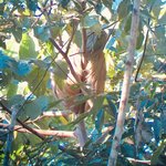 Sloth! | Photo taken by Elisa M