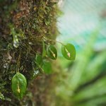smallest orchids in the rainclouds | Photo taken by Sandra C
