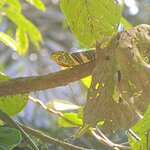 Photo taken by Roveen B