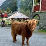 Highland Cow | Photo taken by Alissa L