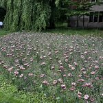 Photo taken by Sylvia S