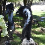 Photo taken by Linnaea M