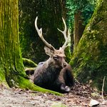 Stag | Photo taken by peter e