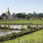 Paddie fiels & distant stupa | Photo taken by Gregory R