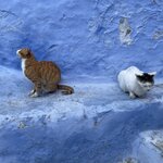 Photo taken by Shreeyala U