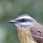 Golden-crowned flycatcher | Photo taken by Wendy D