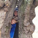 Olive trees | Photo taken by Nicole C